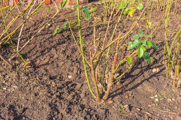 Piantare giovani piantine.Lavori primaverili in giardino, coltivazione di varietà decorative di rose.