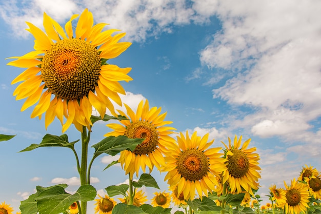 Piantare girasoli sul campo