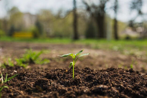 Piantare il concetto in natura