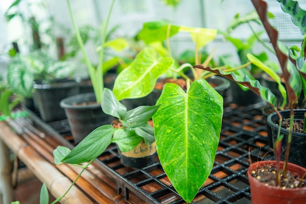 Piantare il giardinaggio in serra botanica, crescere con la luce dell'orticoltura, coltivazione interna che coltiva piantagione di occhiali da interno, crescita della palma del fogliame tropicale all'interno della coltivazione esotica