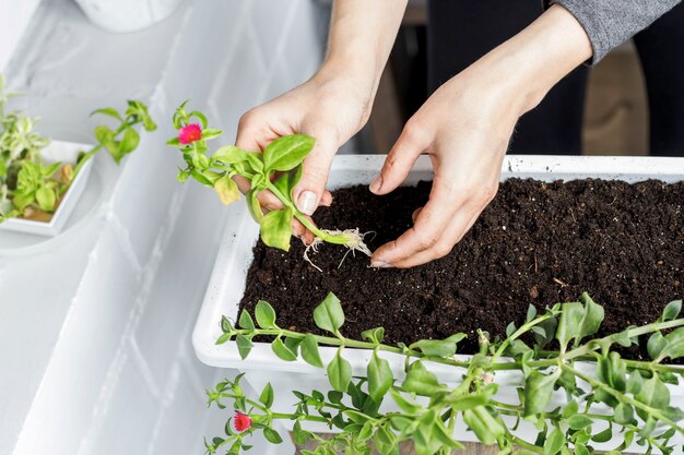 Piantare in un vaso da fiori rettangolare bianco