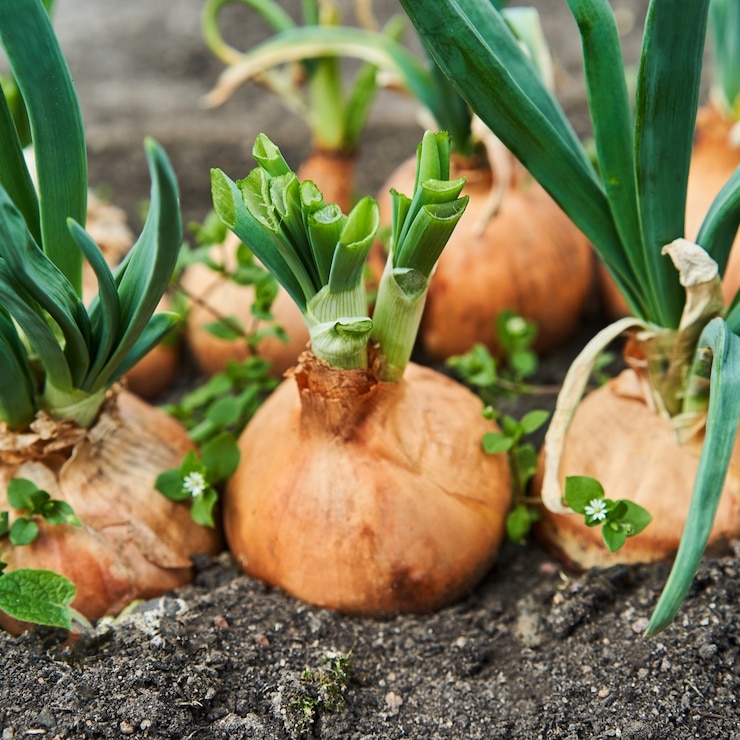 Piantare la cipolla in giardino. Piantagione nell'agricoltura dell'orto