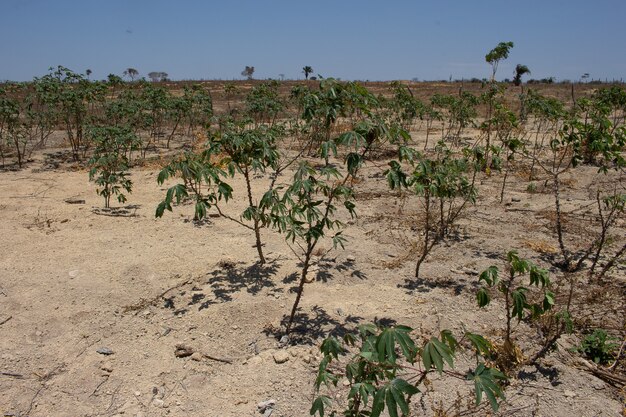 Piantare la manioca in un luogo asciutto in una giornata di sole