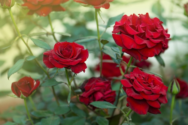 Piantare la selezione della cura delle rose Le rose rosse nel paesaggio crescono