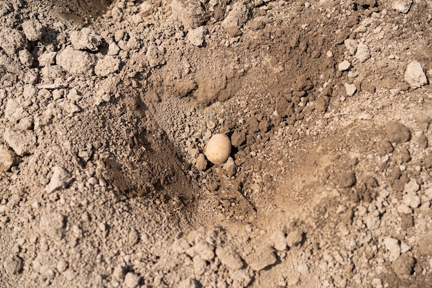 Piantare le patate nel terreno Preparazione all'inizio della primavera per la stagione dell'orto I tuberi di patata sono pronti per essere piantati nel terreno