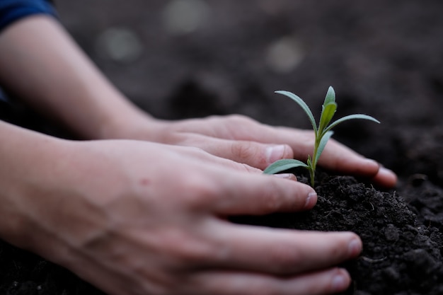 Piantare le piantine con due mani nel terreno