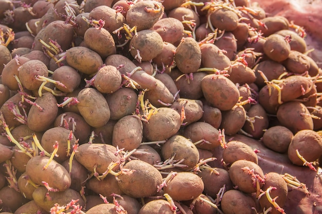 Piantare patate giardino. messa a fuoco selettiva. Cibo organico.