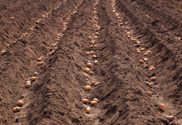 Piantare patate in primavera per il raccolto