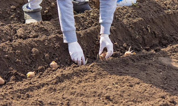 Piantare patate nel terreno Preparazione all'inizio della primavera per la stagione dell'orto