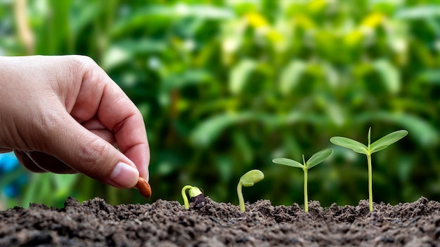 Piantare piante nel terreno in ordine di germinazione o crescita delle piante e piantare piante a mano nelle idee di piantagione del suolo.