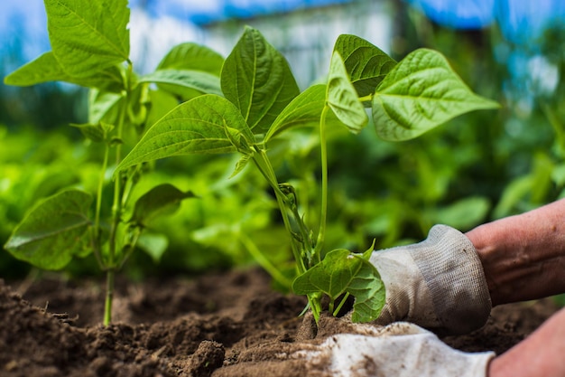 Piantare piante su un letto vegetale in giardino Primo piano della terra coltivata Concetto di giardinaggio Piante agricole che crescono nella fila del letto