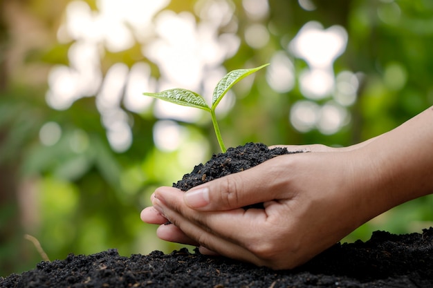 Piantare piantine con le mani degli agricoltori che piantano piantine nel concetto di riforestazione e protezione ambientale del suolo