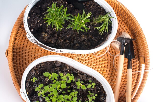 Piantare piantine in vasi, innaffiare e prendersi cura di piante e attrezzi per il giardino, una pala e un rastrello Concetto di giardinaggio