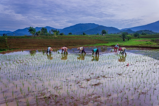 piantare riso con un gruppo di contadini ai piedi della catena montuosa in Indonesia