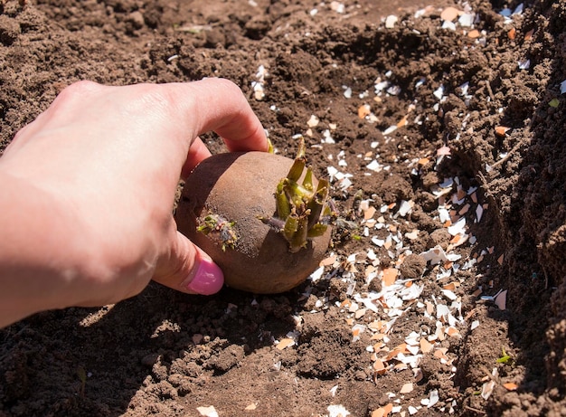 Piantare semi di patate nel terreno in un letto