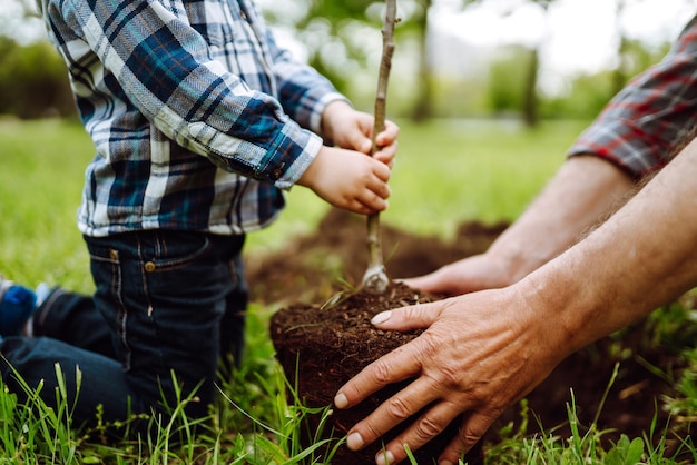 Piantare un albero genealogico Le mani di un nonno e di un ragazzino piantano un giovane albero nel giardino