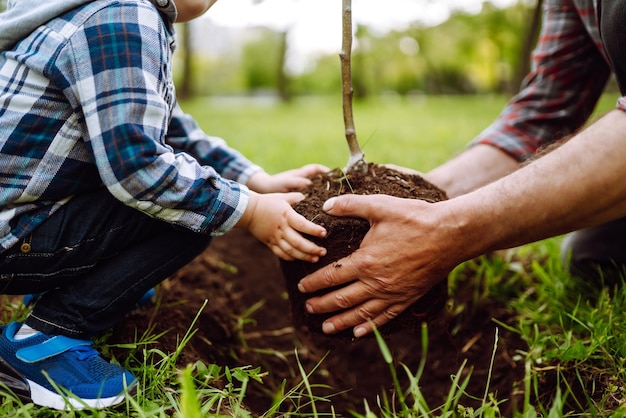 Piantare un albero genealogico Mani del nonno e del ragazzino che piantano un giovane albero nel giardino