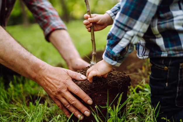 Piantare un albero genealogico Mani del nonno e del ragazzino che piantano un giovane albero nel giardino