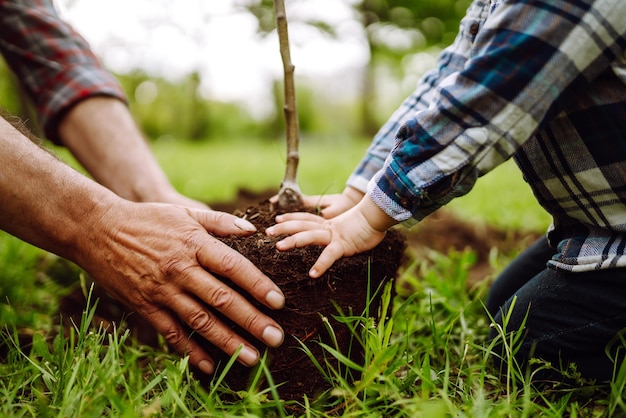 Piantare un albero genealogico Mani del nonno e del ragazzino che piantano un giovane albero nel giardino