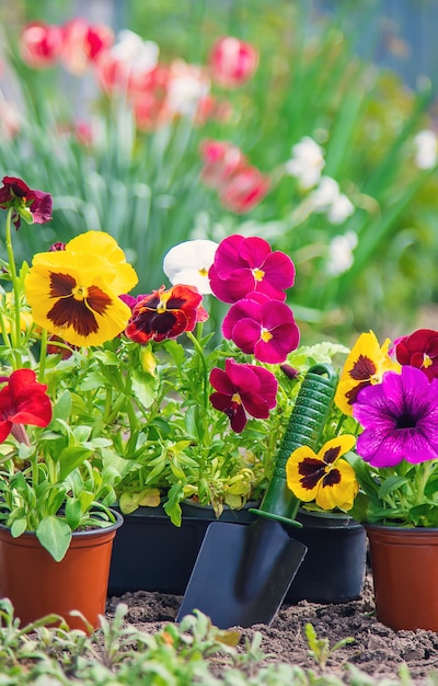 Piantare un giardino fiorito, primavera estate. Messa a fuoco selettiva.