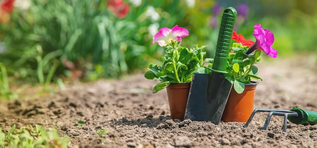 Piantare un giardino fiorito, primavera estate. Messa a fuoco selettiva.