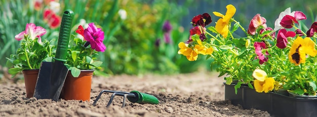 Piantare un giardino fiorito, primavera estate. Messa a fuoco selettiva.