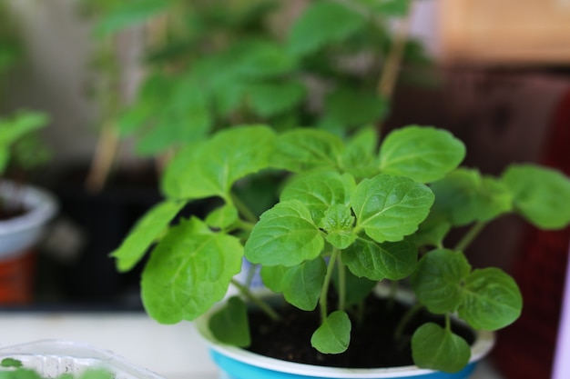 piantare un nuovo giardino in vaso