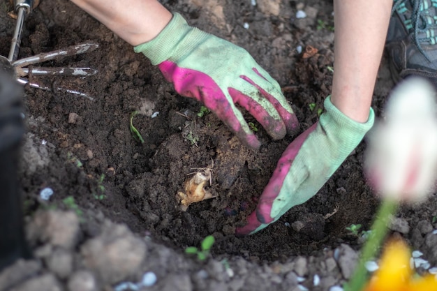 Piantare un tubero dalia in un giardino fiorito di primavera Lavorare con le piante in giardino Giardinaggio con