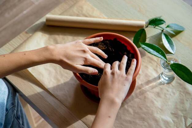 piantare una pianta d'appartamento in un vaso di fiori