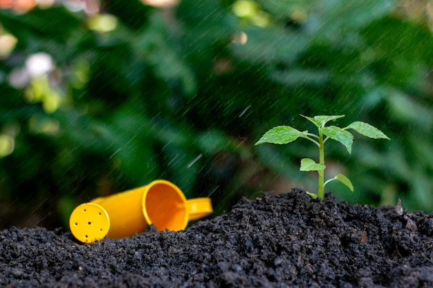 Piantare una piccola pianta su un mucchio di terreno sotto la pioggia