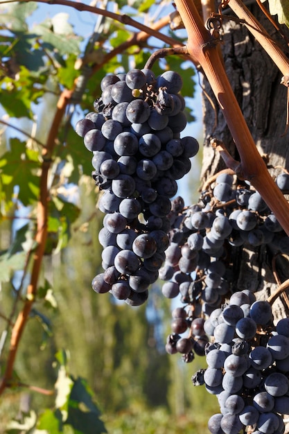 piantare uve per la produzione di vino cabernet sauvignon e malbec