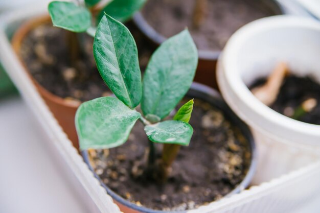 Piantare Zamioculcas al chiuso Il concetto di giardino domestico hobby giardinaggio Protezione ambientale Cura delle piante verdi domestiche