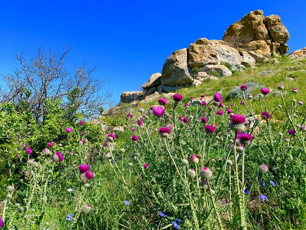 Piante a fiori viola sul campo contro il cielo blu