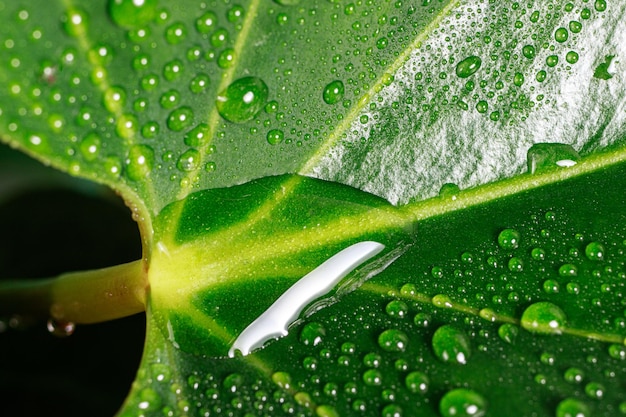 Piante a foglia verde con una goccia d'acqua su sfondo nero