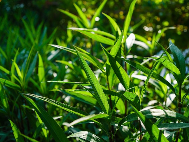 Piante a foglia verde in natura