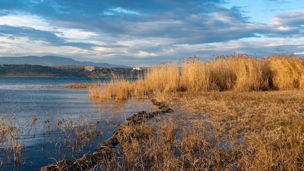 Piante acquatiche in riva al lago Piante nel lago canne gialle sul lago Nature Tbilisi