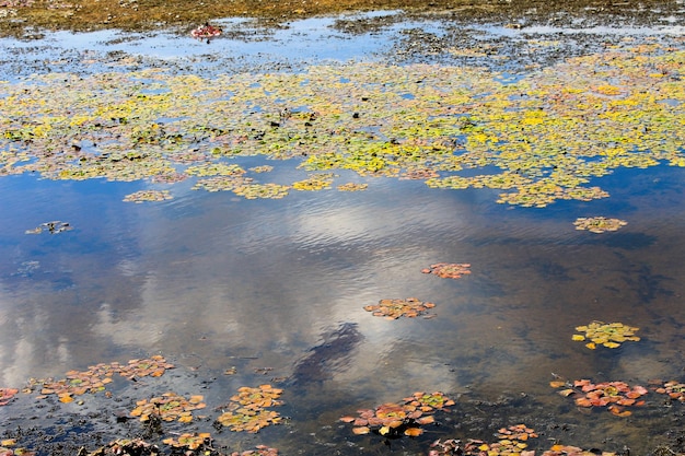 Piante acquatiche in una palude