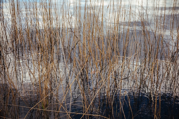 Piante acquatiche secche