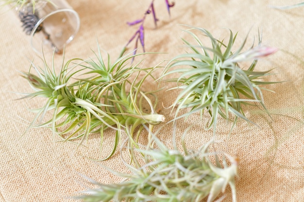 Piante aeree di tillandsia verde su sfondo naturale