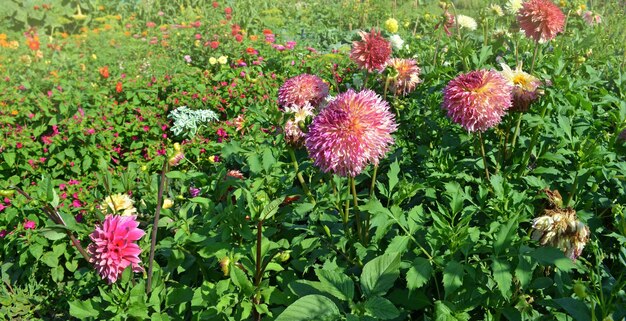 Piante annuali e perenni in piena fioritura Aiuola multicolore d'autunno o d'estate su un prato Fiori su sfondo soleggiato parco autunnale