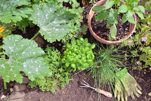 Piante aromatiche e vegetali che crescono in giardino con attrezzi da giardinaggio sul suolo