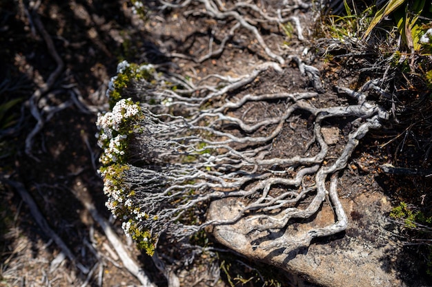 Piante autoctone che crescono su una montagna in tasmania australia