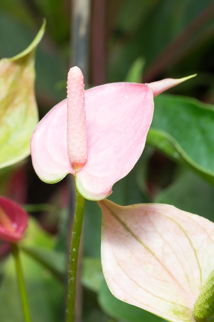 Piante bianche di anthurium