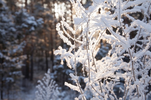 Piante bianche nella foresta nevosa di inverno durante il giorno