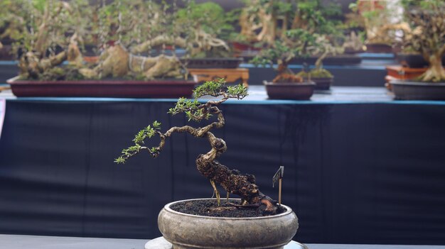 Piante bonsai che partecipano a concorsi o festival. L'arte di sminuire le piante dal Giappone. Albero bonsai.