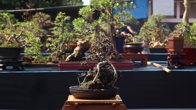 Piante bonsai che partecipano a concorsi o festival. L'arte di sminuire le piante dal Giappone. Albero bonsai.