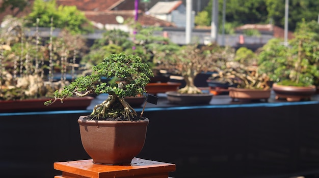 Piante bonsai che partecipano a concorsi o festival. L'arte di sminuire le piante dal Giappone. Albero bonsai.