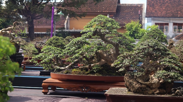 Piante bonsai che partecipano a concorsi o festival. L'arte di sminuire le piante dal Giappone. Albero bonsai.