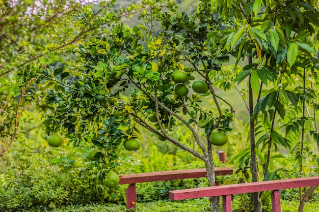 Piante brasiliane all&#39;aperto