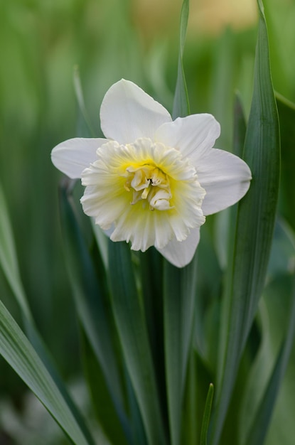 Piante bulbose in giardino Narciso che fiorisce in giardino primaverile Narciso fiori gialli aiuola in primavera